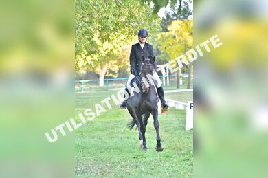 03 DRESSAGE *