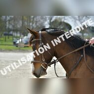 PR2_1173_Gramont